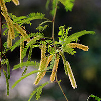 Buy canvas prints of Forest Catkins by Janet Mann