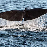 Buy canvas prints of Humpback Whale's tail by Janet Mann