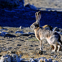 Buy canvas prints of Jack Rabbit on the Prowl by Janet Mann