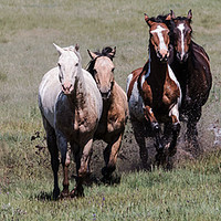 Buy canvas prints of Galloping Horses by Janet Mann