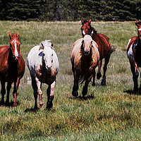 Buy canvas prints of Horses Running Free by Janet Mann