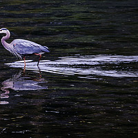 Buy canvas prints of A Grey Heron Wading inte Water by Janet Mann