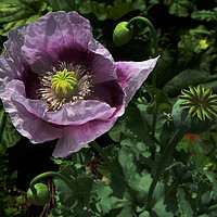 Buy canvas prints of Closeup of Purple Poppy  by Janet Mann