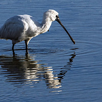 Buy canvas prints of Royal Spoonbill by Janet Mann