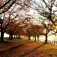 Buy canvas prints of Autumn Sunrise on the Arakawa by Justin Bowdidge