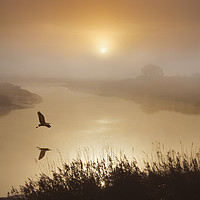 Buy canvas prints of Heron Flying Over The River Darent by Adrian Campfield