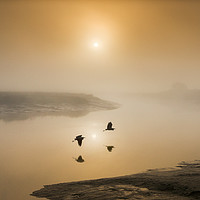 Buy canvas prints of Herons Over the River Darent by Adrian Campfield