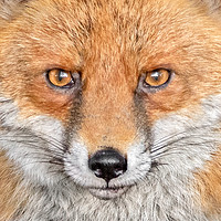Buy canvas prints of Portrait of an Red Fox by Adrian Campfield
