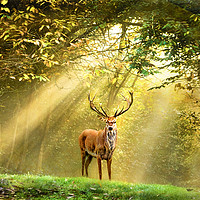 Buy canvas prints of Red Deer Stag by Adrian Campfield