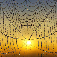 Buy canvas prints of Sunrise Through the Web by Adrian Campfield