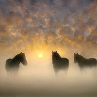 Buy canvas prints of Equine Magic by Adrian Campfield