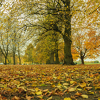 Buy canvas prints of Autumn colours  by Wael Attia