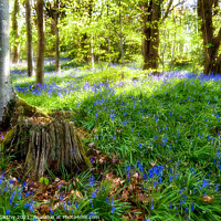 Buy canvas prints of Bluebells at Bluebell Woods - Crickhowell by Karl McCarthy