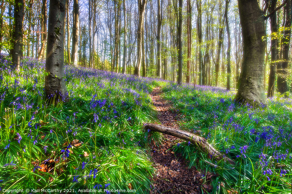 Bluebells at Bluebell Woods - Crickhowell Picture Board by Karl McCarthy
