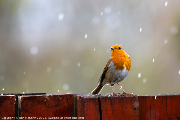 Robin caught in a Spring Hail shower Picture Board by Karl McCarthy