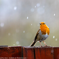 Buy canvas prints of Robin caught in a Spring Hail shower by Karl McCarthy