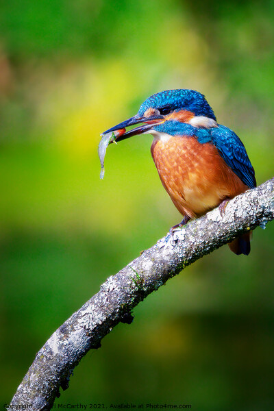 Kingfisher's catch of the day Picture Board by Karl McCarthy
