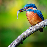 Buy canvas prints of Kingfisher's catch of the day by Karl McCarthy