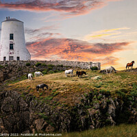 Buy canvas prints of The Wild Horses of Llanddwyn Island by Karl McCarthy