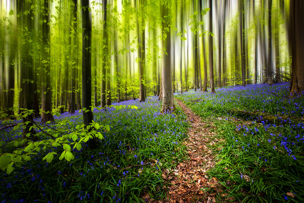 Bluebell Woods Picture Board by Karl McCarthy