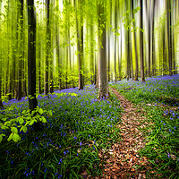 Buy canvas prints of Bluebell Woods by Karl McCarthy