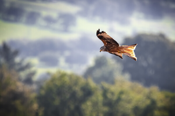 Red Kite Hunting Picture Board by Karl McCarthy