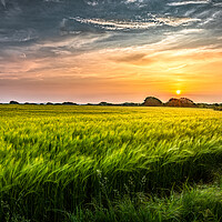Buy canvas prints of Fields of Gold by Karl McCarthy