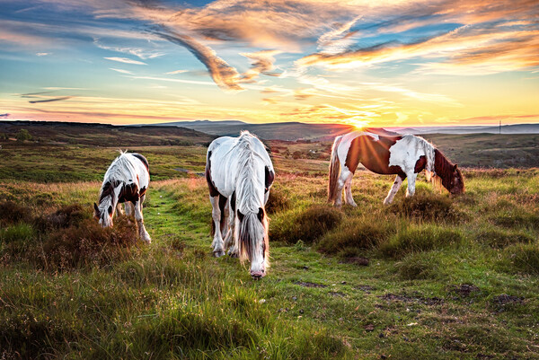 Horses Grazing on the Welsh Hills Picture Board by Karl McCarthy