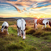 Buy canvas prints of Horses Grazing on the Welsh Hills by Karl McCarthy