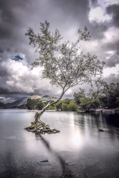 The Lone Tree Picture Board by Karl McCarthy