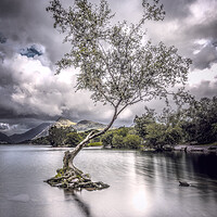 Buy canvas prints of The Lone Tree by Karl McCarthy