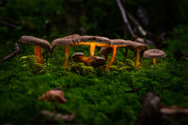 Glowing Fungi Picture Board by Karl McCarthy