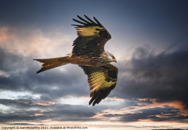 Red kite Hunting Picture Board by Karl McCarthy