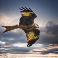 Buy canvas prints of Red kite Hunting by Karl McCarthy