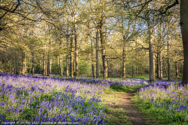 Bluebell Wood Norfolk Picture Board by Jim Key