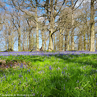 Buy canvas prints of Bluebell Wood Norfolk by Jim Key
