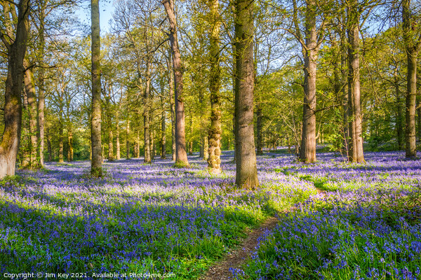 Bluebell Wood Norfolk Picture Board by Jim Key