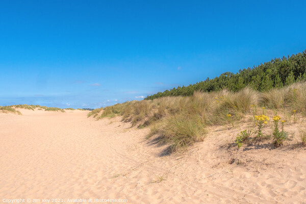 The Sand Dunes on Wells Beach Norfolk    Picture Board by Jim Key