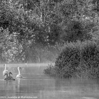 Buy canvas prints of Swans and Cygnets Black and White    by Jim Key