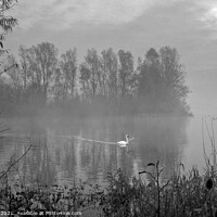 Buy canvas prints of White Swan at Sunrise Black and White    by Jim Key