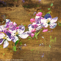 Buy canvas prints of Apple Blossom Art       by Jim Key