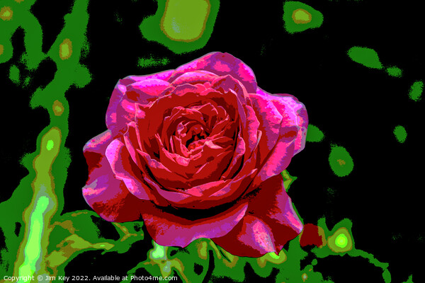 Red Rose  Picture Board by Jim Key