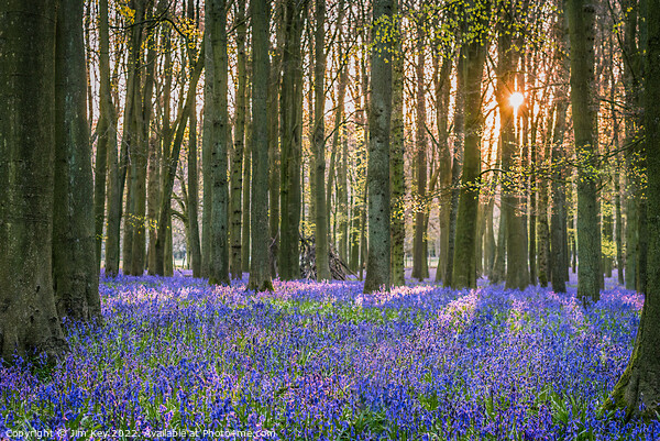 Sunlit Bluebell Wood  Picture Board by Jim Key