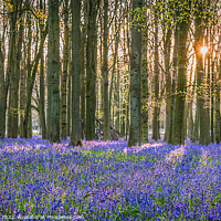 Buy canvas prints of Sunlit Bluebell Wood  by Jim Key