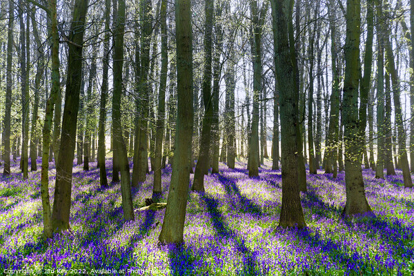 Bluebell Wood  Picture Board by Jim Key