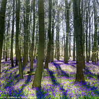 Buy canvas prints of Bluebell Wood  by Jim Key