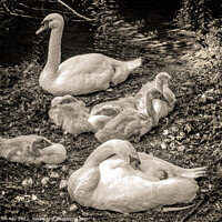 Buy canvas prints of Swans and Cygnets  by Jim Key