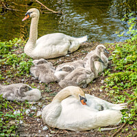 Buy canvas prints of Swan Family    by Jim Key