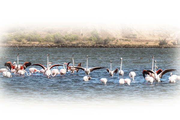 Salt Lake Flamingos  Peyriac-de-Mer Picture Board by Jim Key