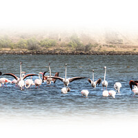 Buy canvas prints of Salt Lake Flamingos  Peyriac-de-Mer by Jim Key